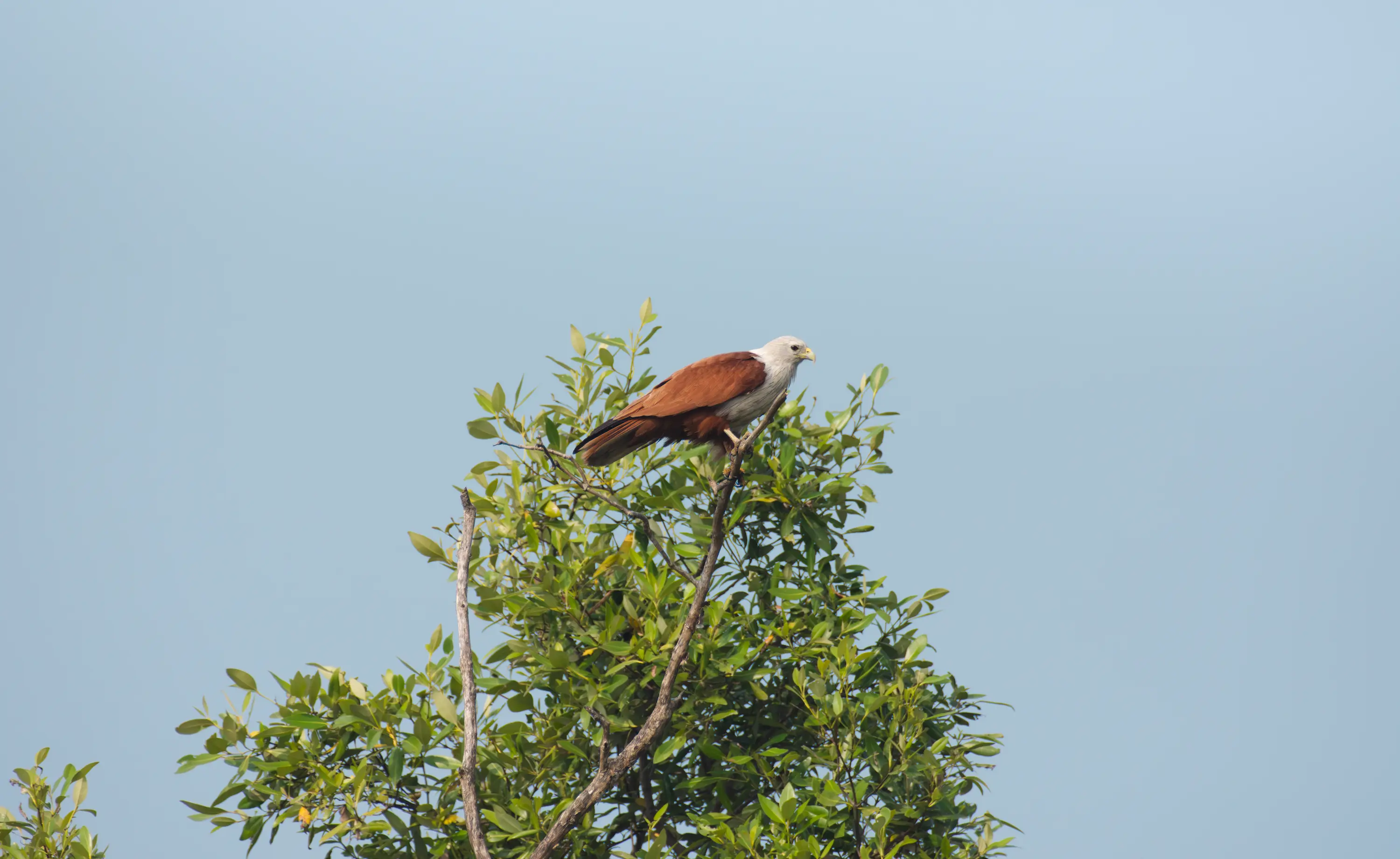 brahminy kite