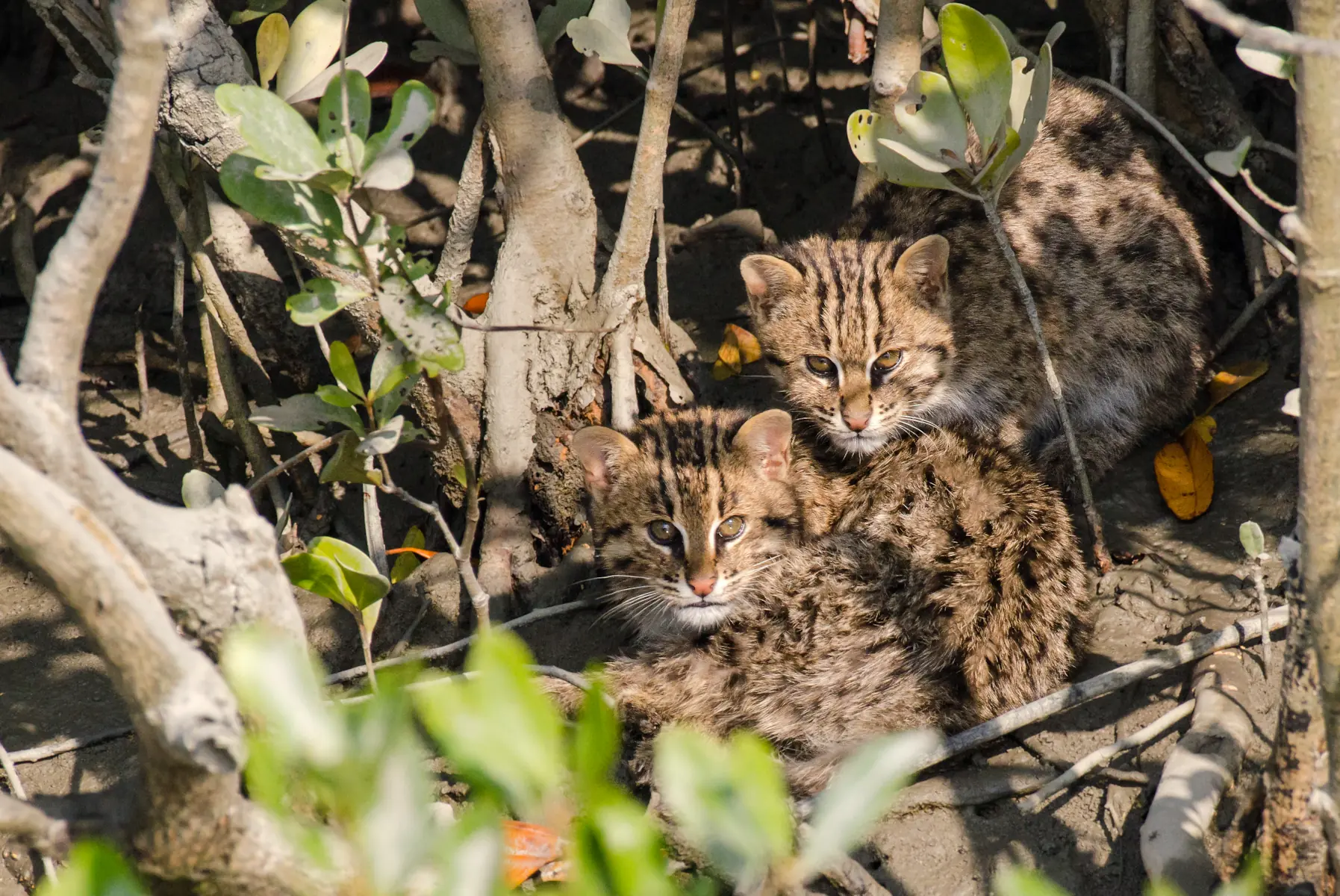 fishing cat