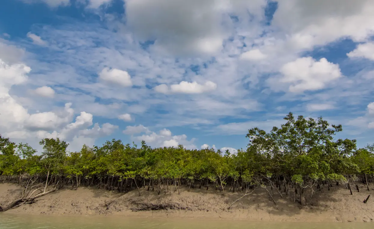 mangroves